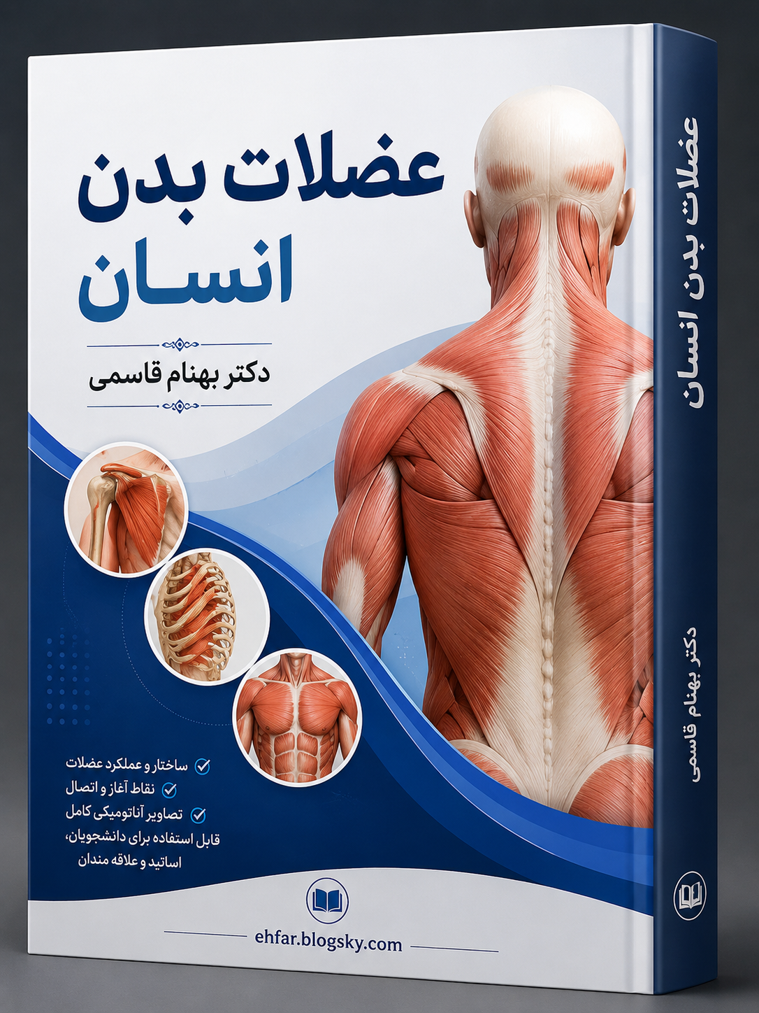 عضلات بدن انسان
